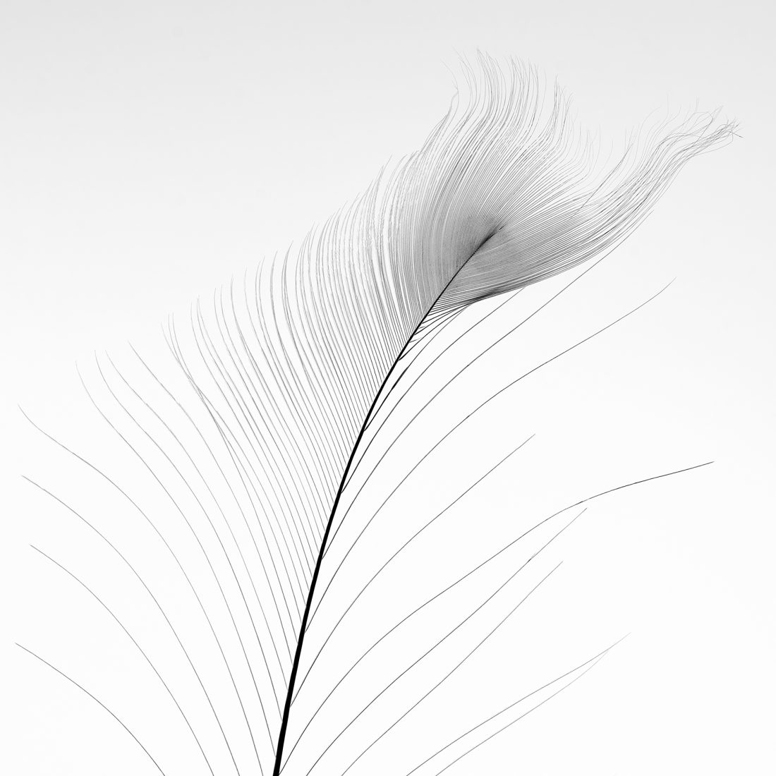 Exposition Patrick Borie-Duclaud Hané